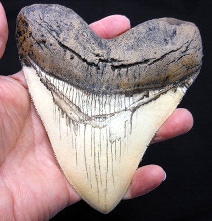 5.5 Inch Megalodon (Carcharodon megalodon) tooth (replica)