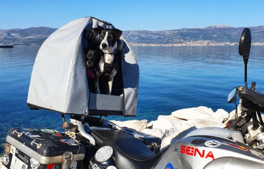 Top 9 Motorcycle Dog Carriers for the Safest Possible Ride
