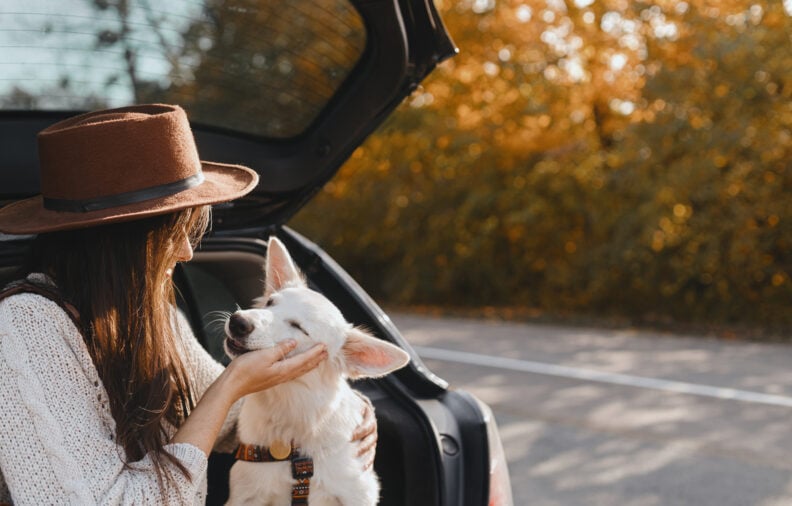 The Best 20 Car Travel Accessories For Dogs